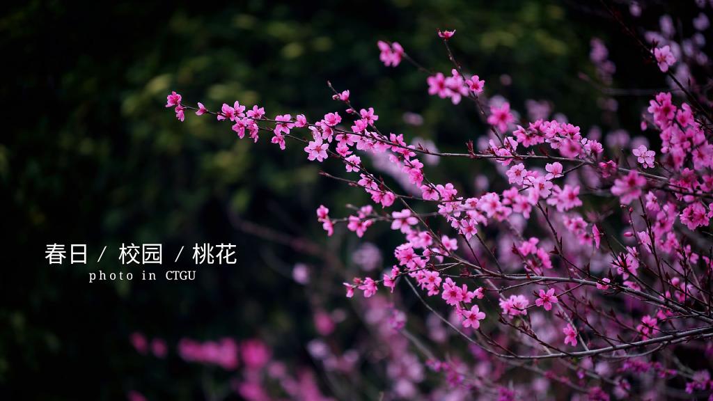 三大之春